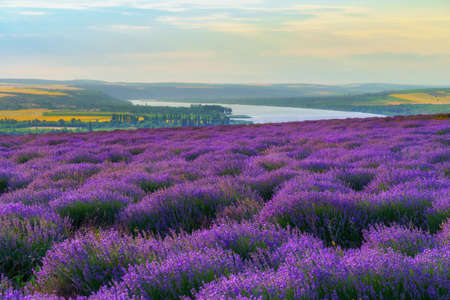 a lavender field blooms on a hill, a river and a forest in the distance, the sunset shines yellow in the sky, a beautiful summer landscapeの写真素材