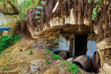 a wine cellar in abandoned old house in a thicket of trees and shrubs, outbuildings, old cask, a...