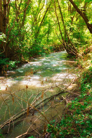a small river in a wild forest, a beautiful summer landscape, bright sunlight through the trees reflected in the waterの写真素材