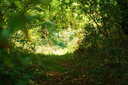 hiking trail in the wild forest, beautiful summer landscape, bright sunlight through the trees