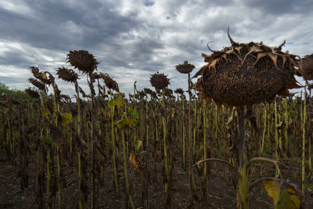 dried sunflower, ready for harvesting, agricultural fieldの写真素材