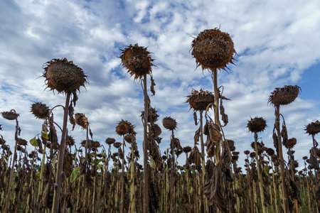 dried sunflower, ready for harvesting, agricultural fieldの写真素材