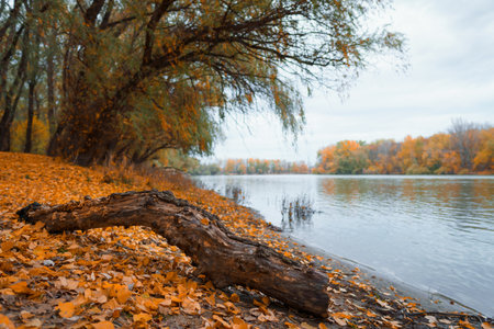 a beautiful landscape from the autumn forest and a fallen tree on the river bank, bright yellow leaves and cloudy sky in the eveningの写真素材