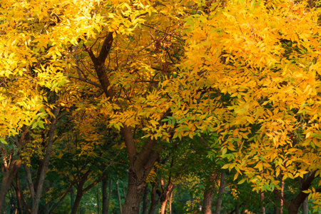 autumn season in the city park, bright sunlight on the yellow leaves of trees, beautiful landscapeの写真素材