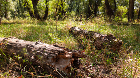 summer landscape of forest with old fallen trees and grass, close view, shadows from the bright sunlight move across the glade, beautiful natureの写真素材