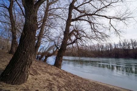 late autumn landscape, forest on the river bank, old trees and withered leaves and grass, cloudy...