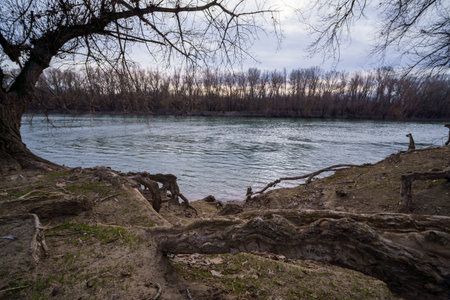 late autumn landscape, forest on the river bank, old trees and withered leaves and grass, cloudy...