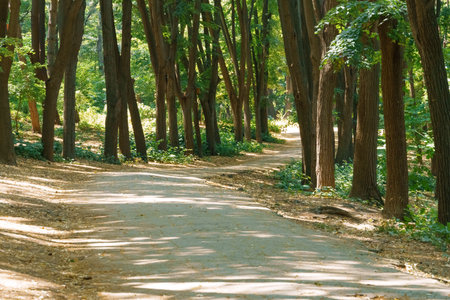 city park in the summer season, nature and path, beautiful view