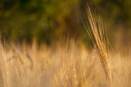 wheat field closeup and summer nature, wheat spikelets, beautiful sunny landscapeの写真素材