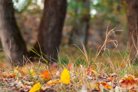 beautiful autumn landscape, fallen yellow leaves closeup in a forestの写真素材