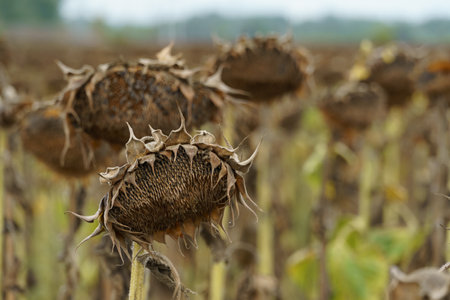 agricultural field of sunflowers, ripe and dry ready for harvestingの写真素材