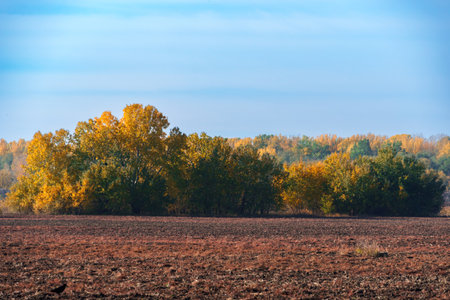 beautiful autumn landscape, field and forest, trees with yellow leaves and sunlightの写真素材