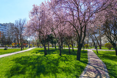 cherry blossoms in the city park, a bright sunny dayの写真素材