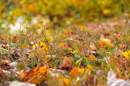 beautiful autumn landscape, fallen yellow leaves closeup in a forestの写真素材