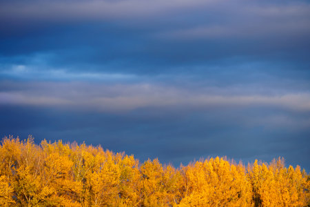 autumn landscape, trees with yellow leaves against the sunset skyの写真素材