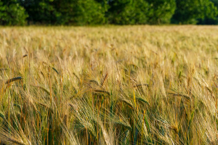 wheat field and summer nature, beautiful sunny landscapeの写真素材