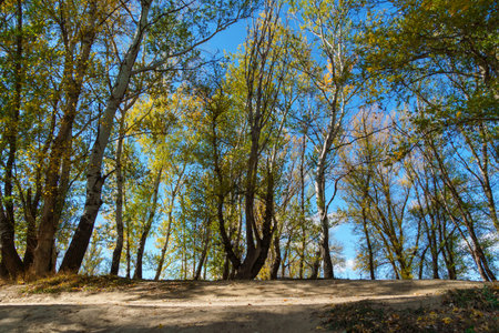 beautiful autumn landscape, trees with yellow leaves against the skyの写真素材