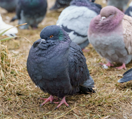a flock of pigeons in the city on the lawn, in late autumnの写真素材