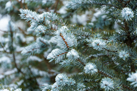 a close view of spruce branches covered with snowの写真素材