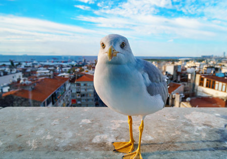 A seagull walks on the roof, a view of the city of Istanbul, Turkeyの写真素材