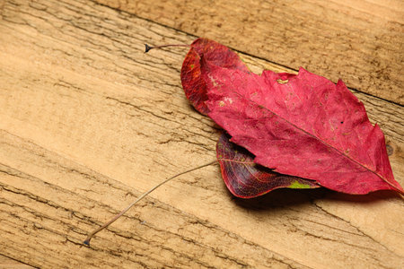 red dry autumn leaves on wooden background.の写真素材