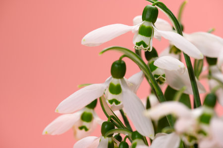 bouquet of blooming snowdrop flowers in a glass vase on a peach color backgroundの写真素材