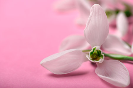 blooming snowdrop flowers on a pink color backdrop, top view, studio photo, abstract floral backgroundの写真素材
