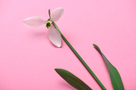 blooming snowdrop flower on a pink color backdrop, studio photo, abstract floral backgroundの写真素材