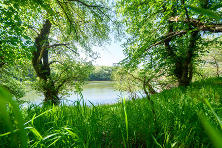 A beautiful spring landscape with a view of the forest and river, green grass and trees - all this creates a wonderful atmosphere of nature.の写真素材