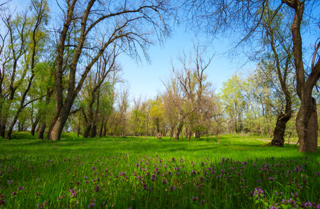 The springtime, with its breathtaking scenery of woodland and meadow, is a sight to behold. The verdant foliage is a sight to beholdの写真素材