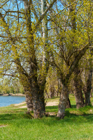 A beautiful spring landscape with a forest and river view. Green grass and trees create a beautiful natural settingの写真素材