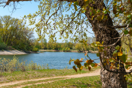 The forest and paths create a stunning natural scene, with beautiful spring landscapes featuring green grass and treesの写真素材