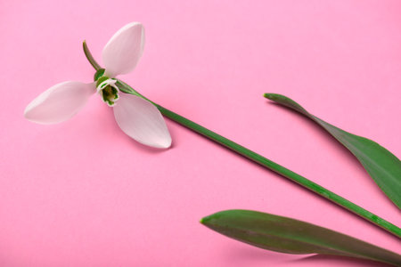 blooming snowdrop flower on a pink color backdrop, studio photo, abstract floral backgroundの写真素材