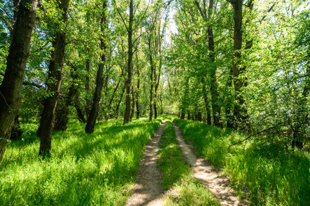 Beautiful spring landscape in the forest with a dirt road, bright sunlight through the leaves of trees on the grassの写真素材