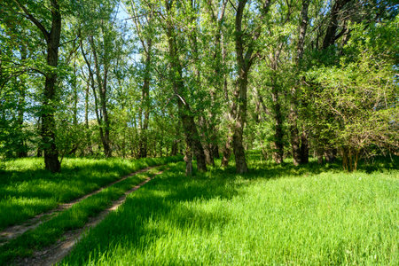 The picturesque spring scenery in the verdant woodland, with the sun shining through the leaves of the trees onto the grass.の写真素材