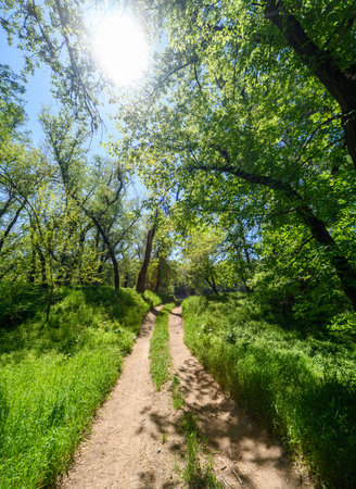 Beautiful spring landscape in the forest with a dirt road, bright sunlight through the leaves of trees on the grassの写真素材