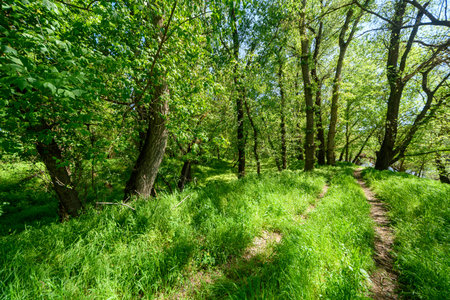 The picturesque spring scenery in the verdant woodland, with the sunbeams filtering through the foliage onto the verdant ground.の写真素材