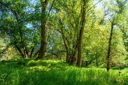 The picturesque spring scenery in the verdant woodland, with the sunbeams filtering through the foliage onto the verdant ground.の写真素材