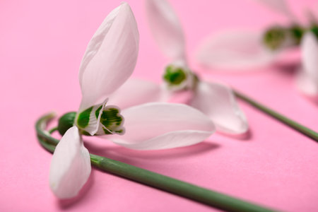 blooming snowdrop flowers on a pink color backdrop, top view, studio photo, abstract floral backgroundの写真素材