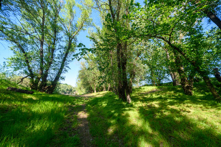 Beautiful spring landscape in the forest with a path, bright sunlight through the leaves of trees on the grassの写真素材