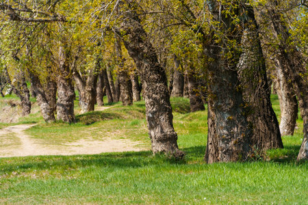 The forest and paths create a stunning natural scene, with beautiful spring landscapes featuring green grass and treesの写真素材