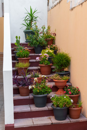 steps of a staircase on which many flower pots with flowers and other decorative plants are placed in the courtyard of a house or hotelの写真素材