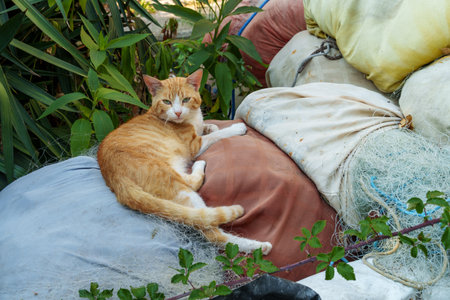 A ginger street cat rests in the shade on bags with fishing netsの写真素材