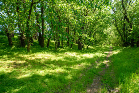 Beautiful spring landscape in the forest with a path, bright sunlight through the leaves of trees on...
