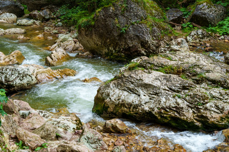 mountain river in the Carpathian mountains covered with forest, beautiful nature, water flows in a stream over stonesの写真素材