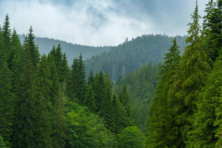 beautiful and dramatic landscape with mountains and forest against a cloudy skyの写真素材
