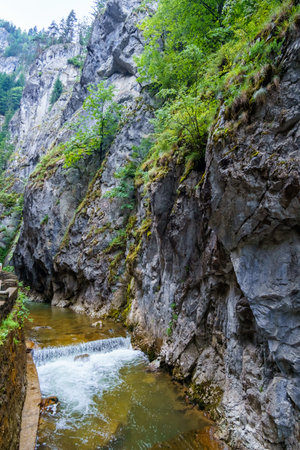 mountain river in the Carpathian mountains covered with forest, beautiful nature, water flows in a stream over stonesの写真素材