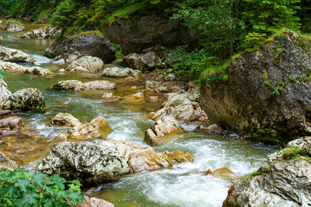 mountain river in the Carpathian mountains covered with forest, beautiful nature, water flows in a stream over stonesの写真素材