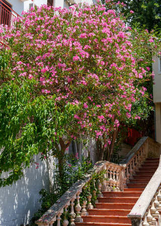 beautiful staircase and flowering tree as decoration of building facade, white walls bright sunlightの写真素材