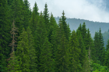 beautiful and dramatic landscape with mountains and forest against a cloudy skyの写真素材